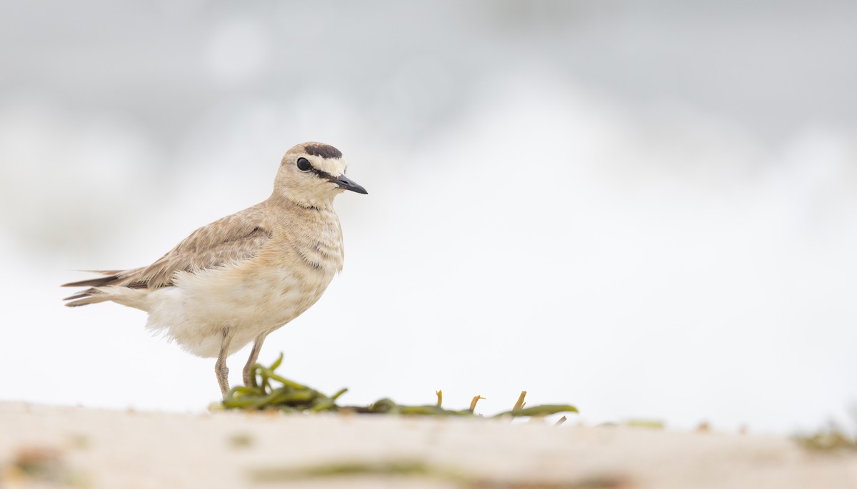 Mountain Plover - ML596174231