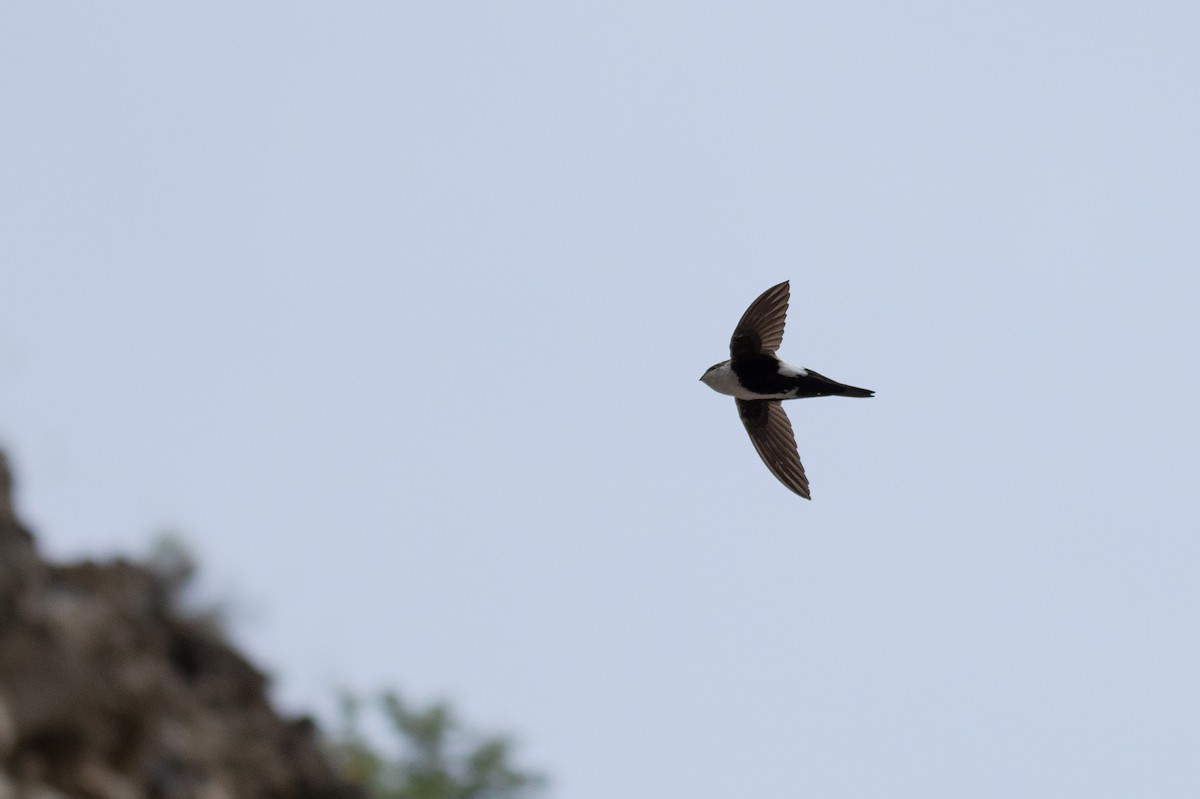 White-throated Swift - ML596174251