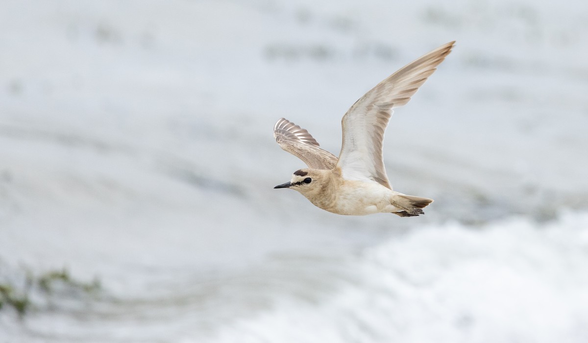 Mountain Plover - ML596174721