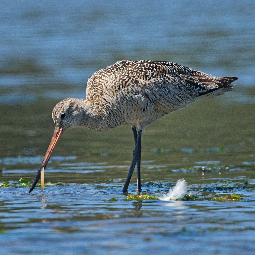 břehouš velký - ML596175251