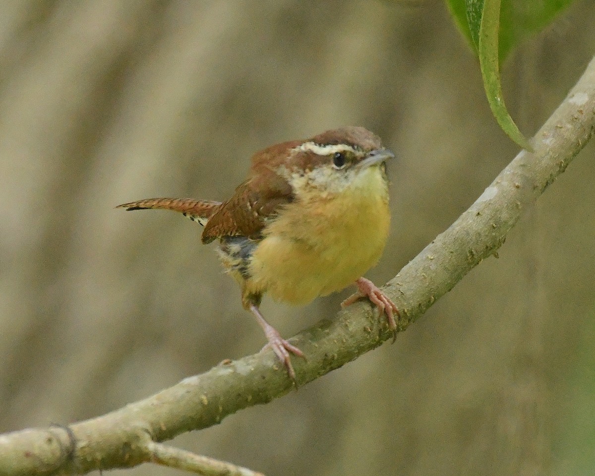 Carolina Wren - ML596176211