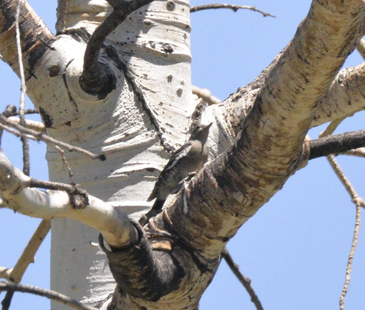 Red-naped Sapsucker - ML596176521