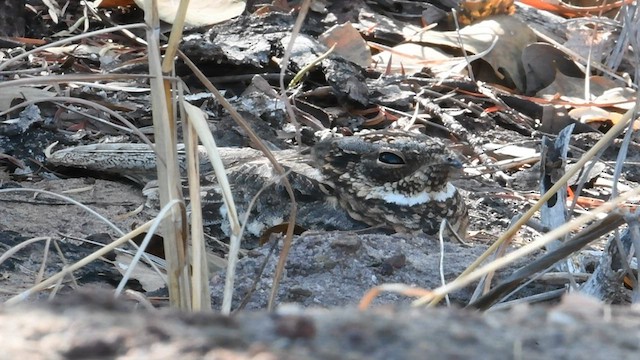 Spotted Nightjar - ML596176691