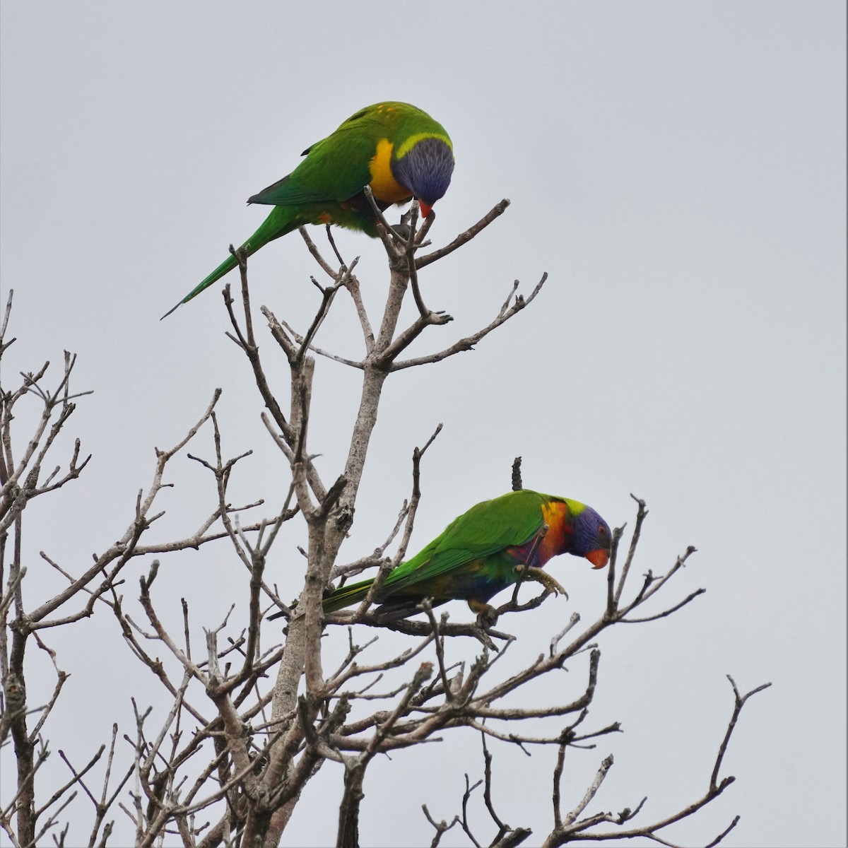 Rainbow Lorikeet - ML596176741