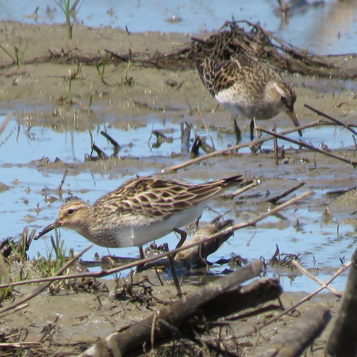 Pectoral Sandpiper - Steve Giles