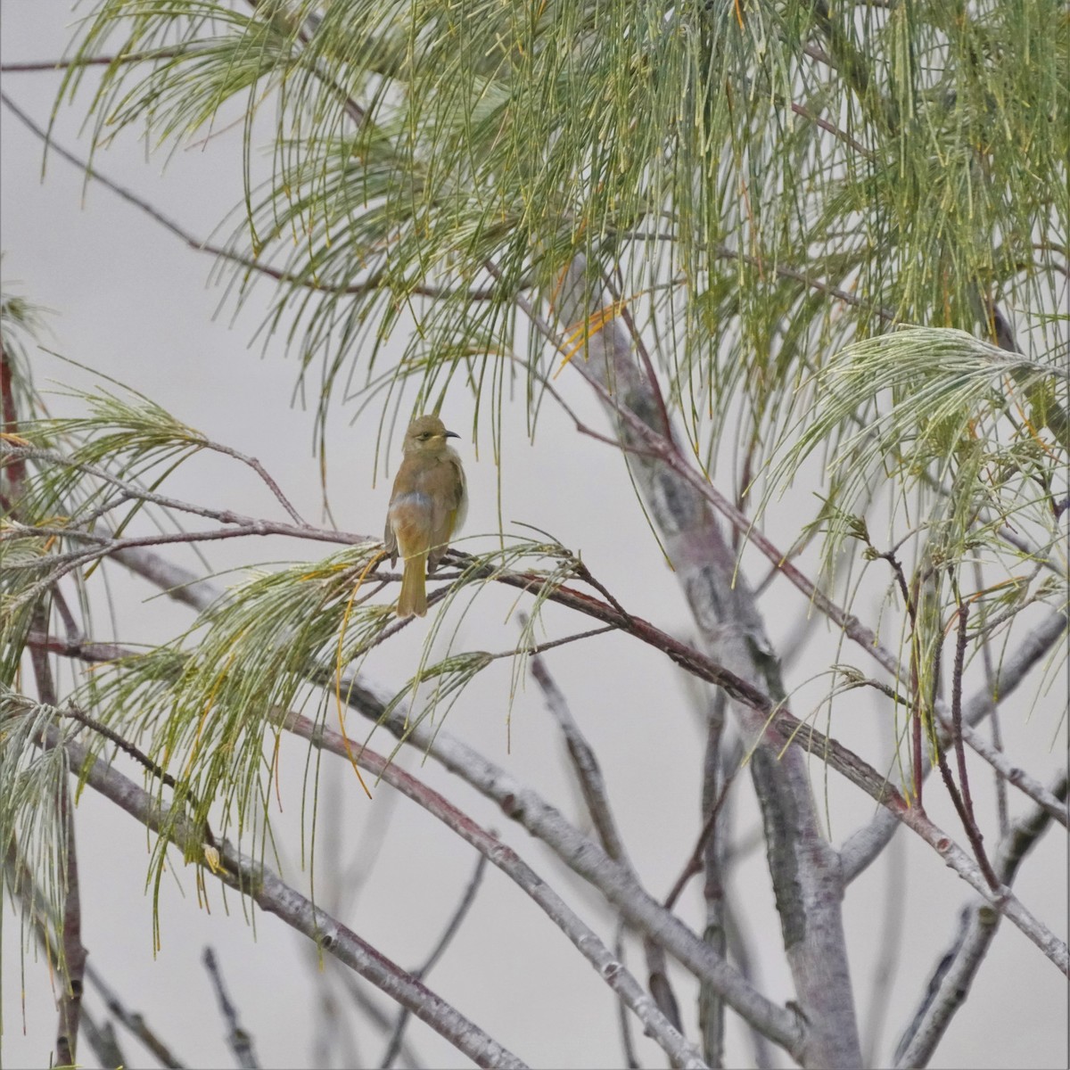 Yellow-faced Honeyeater - ML596177771