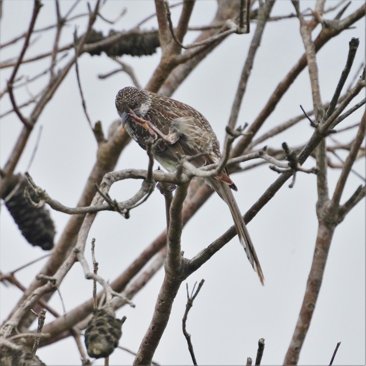 Little Wattlebird - ML596177901