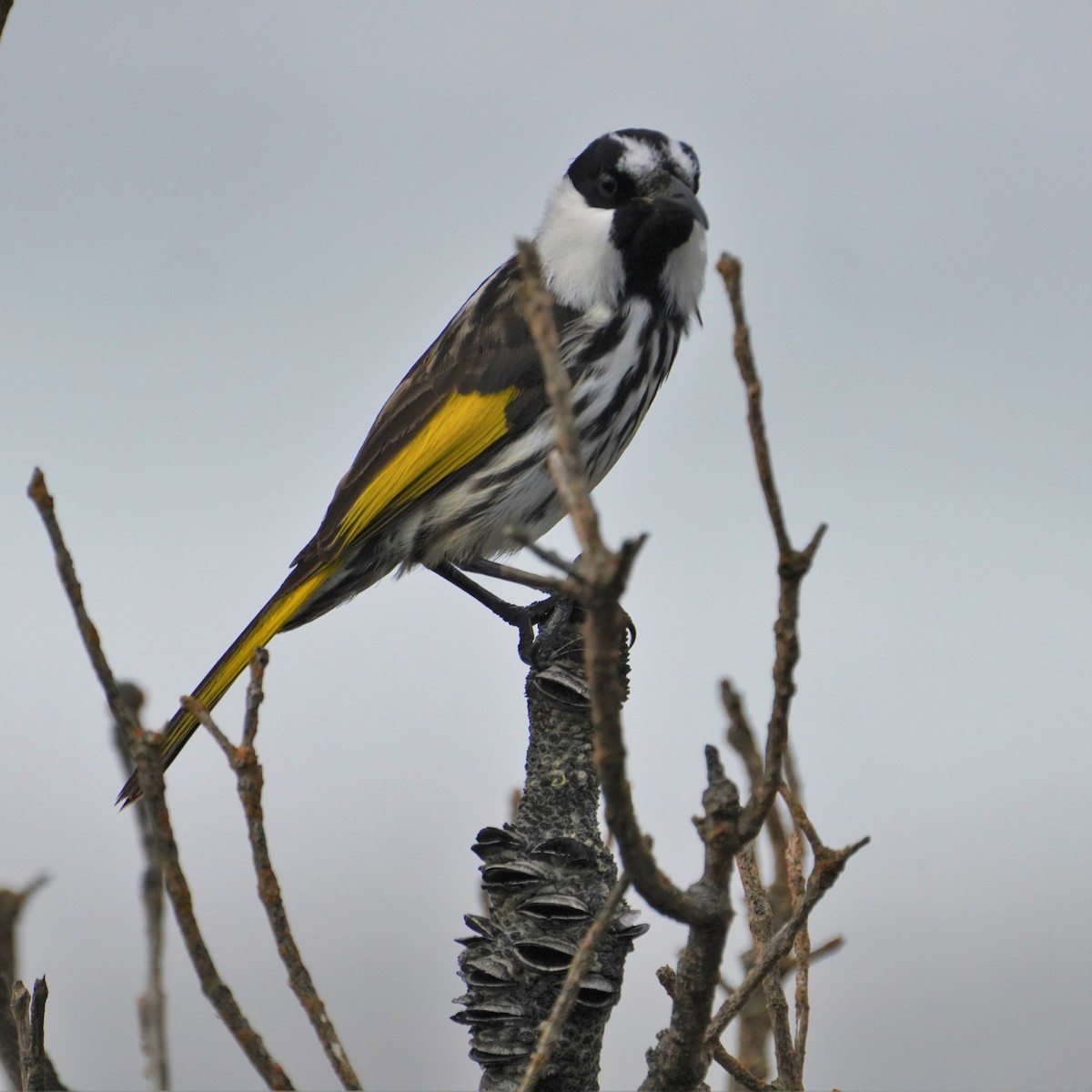 White-cheeked Honeyeater - ML596177991