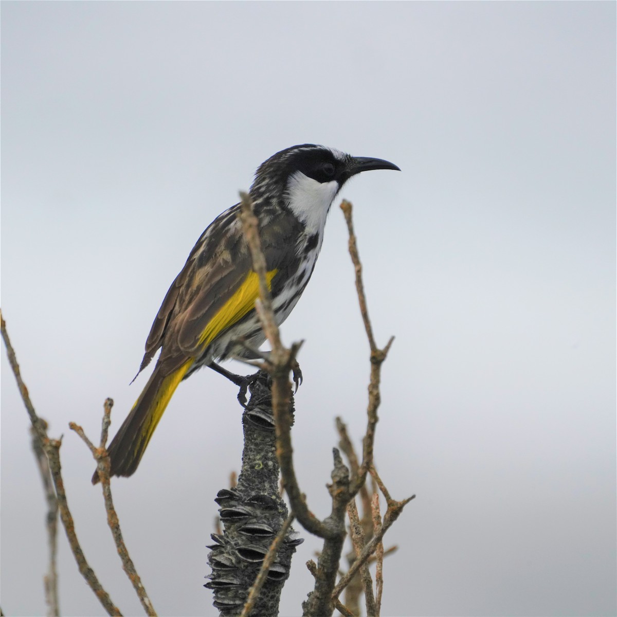 White-cheeked Honeyeater - May Britton