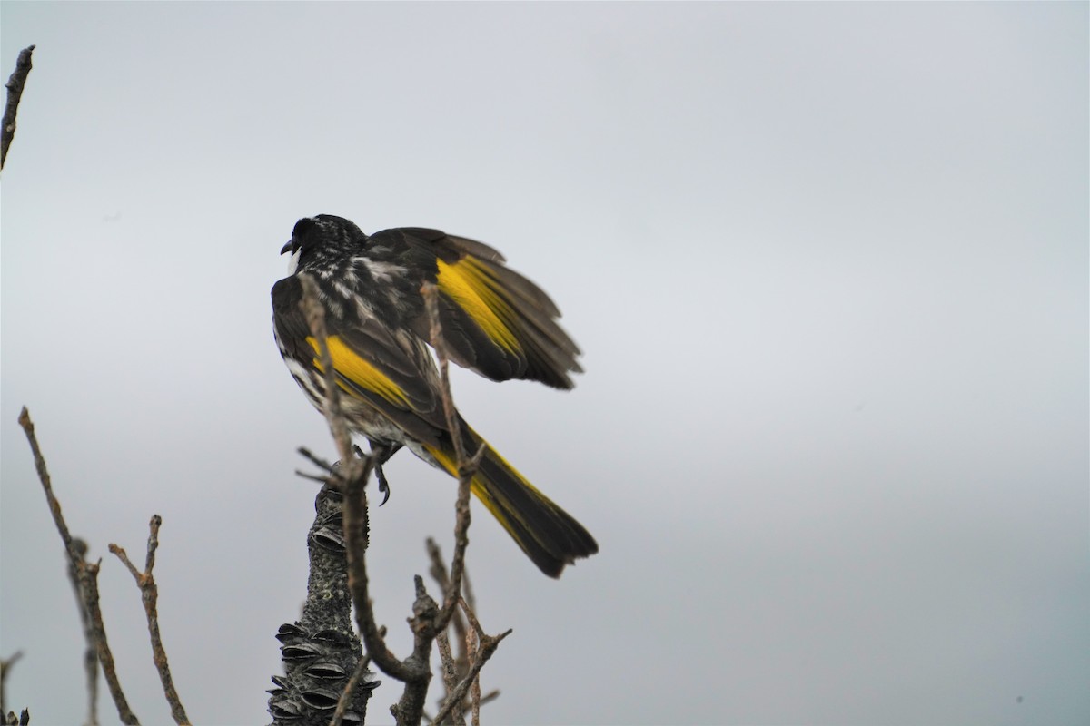 White-cheeked Honeyeater - May Britton