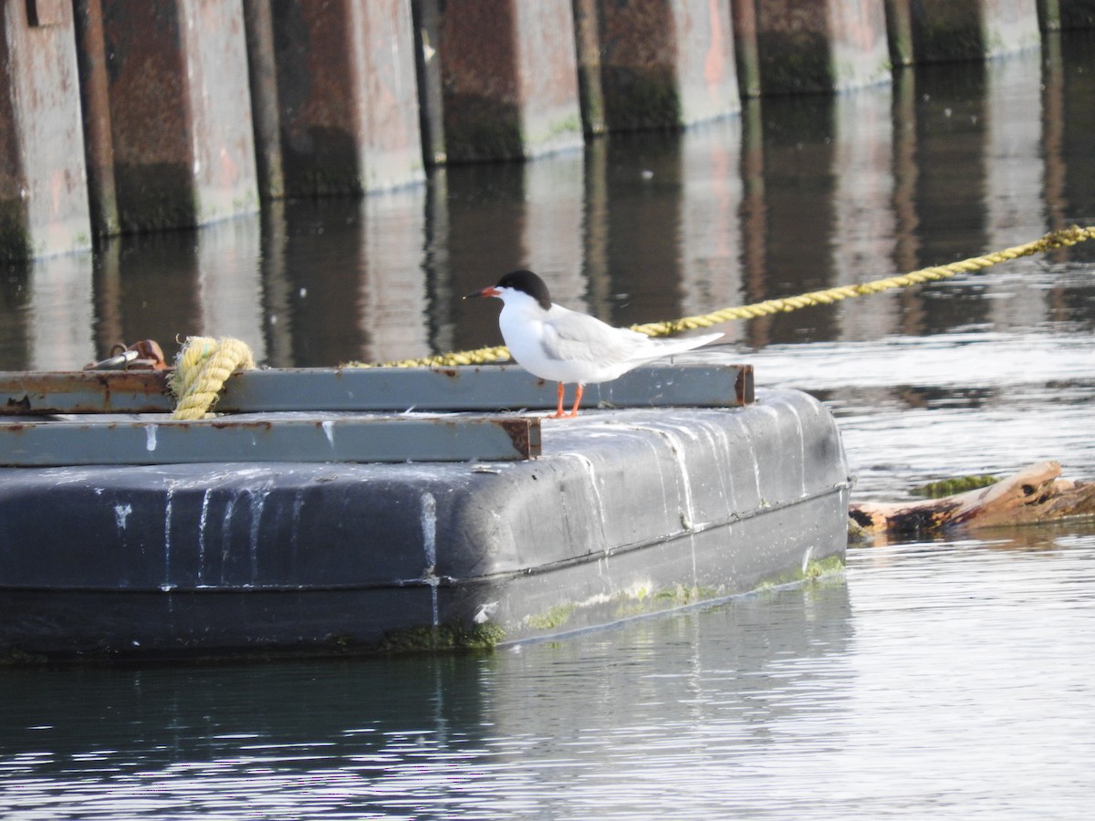 Forster's Tern - ML59617831