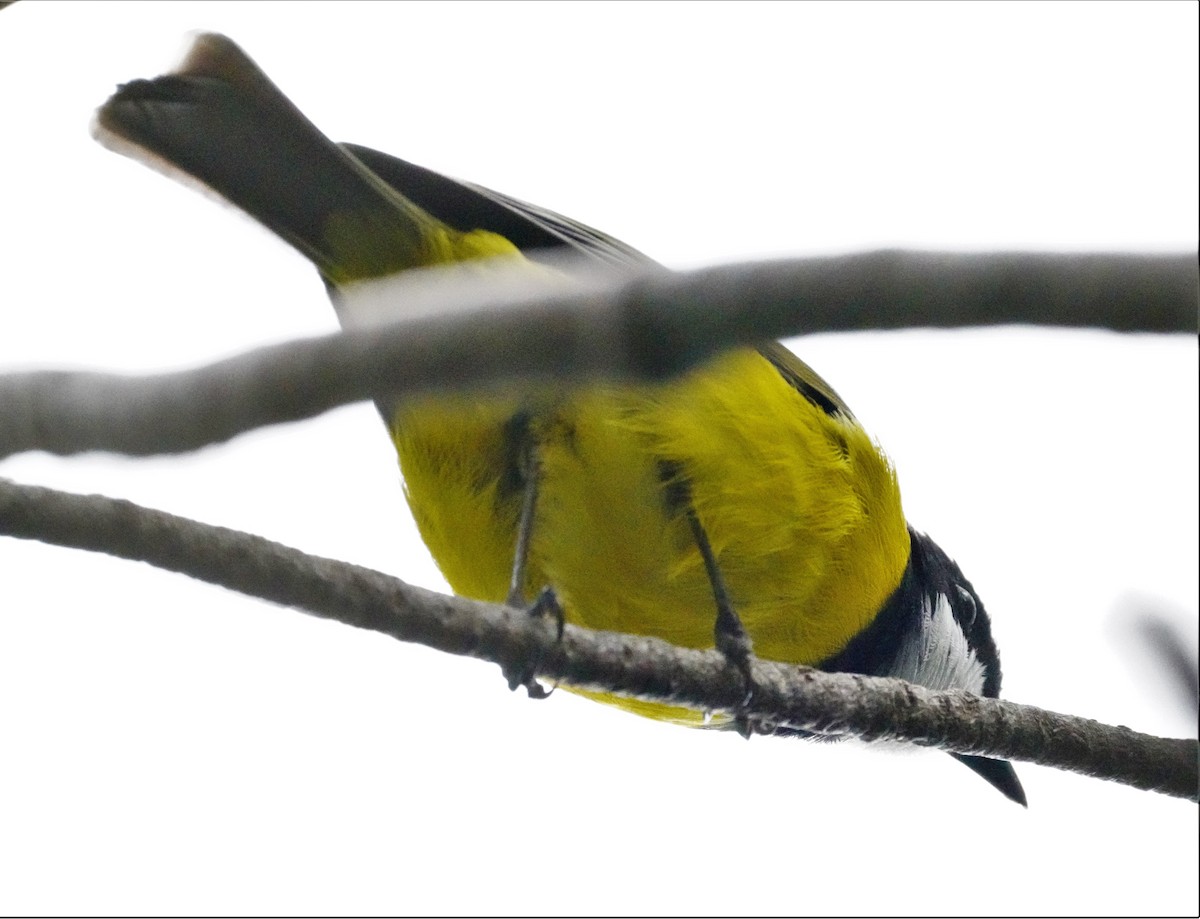 Golden Whistler - May Britton