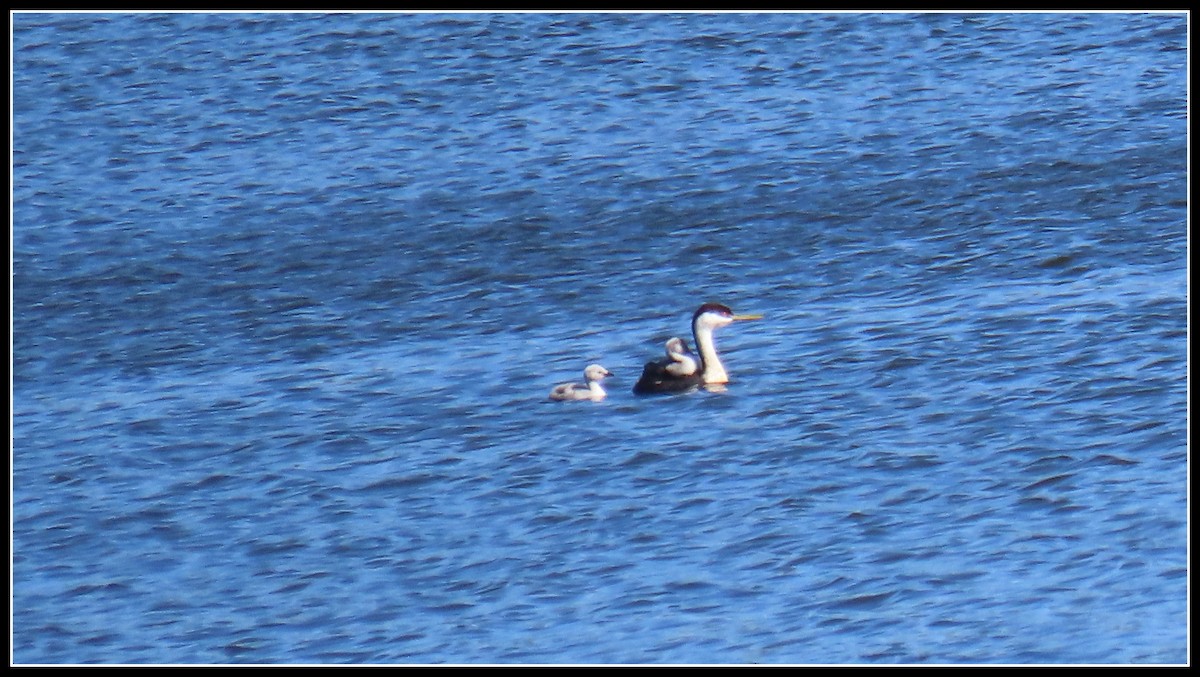 Western Grebe - Peter Gordon