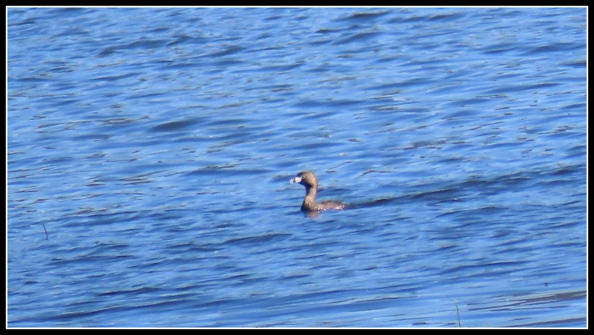 Pied-billed Grebe - Peter Gordon