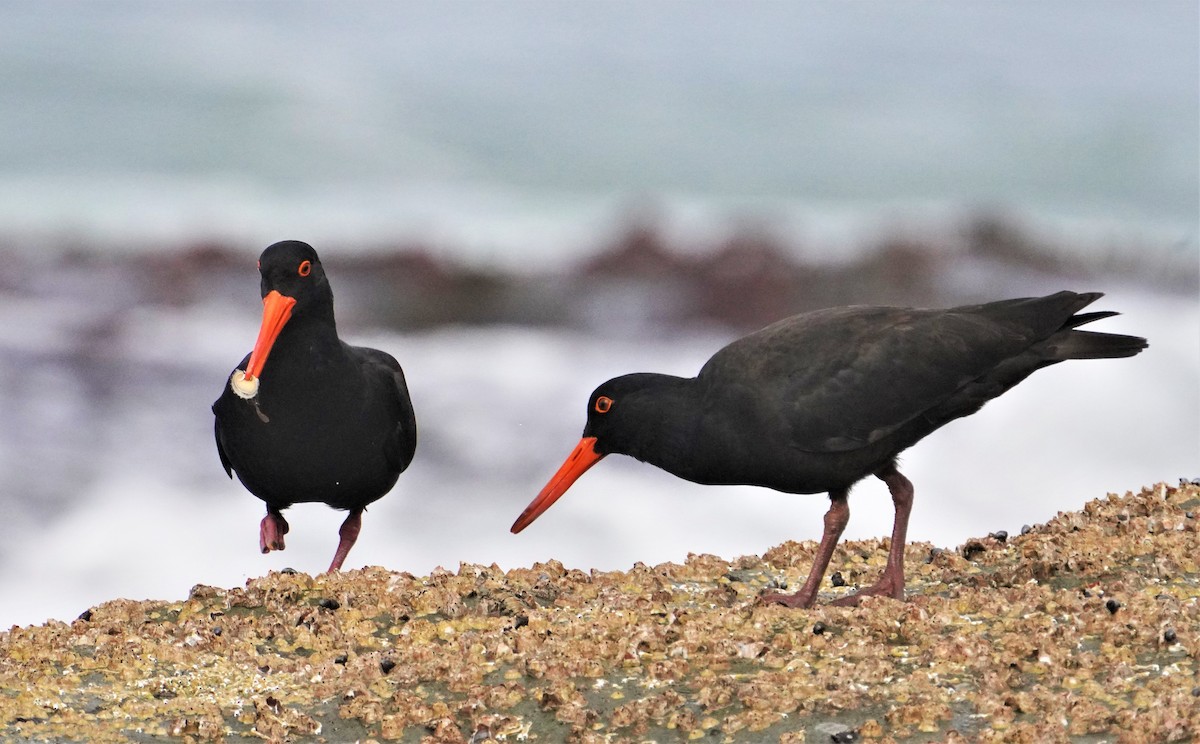 Sooty Oystercatcher - ML596179351