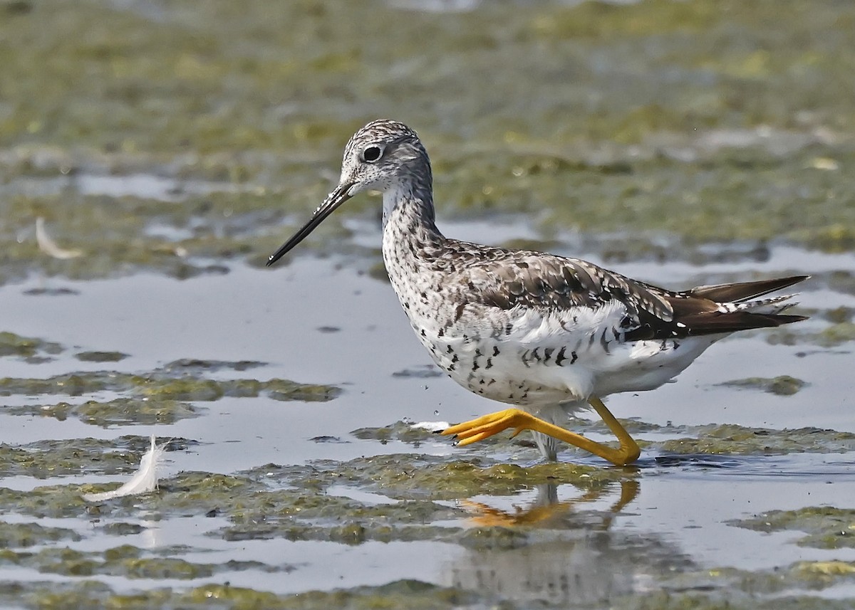 Greater Yellowlegs - Ken Pride