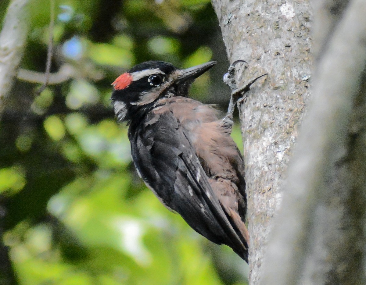 Hairy Woodpecker - ML596180291
