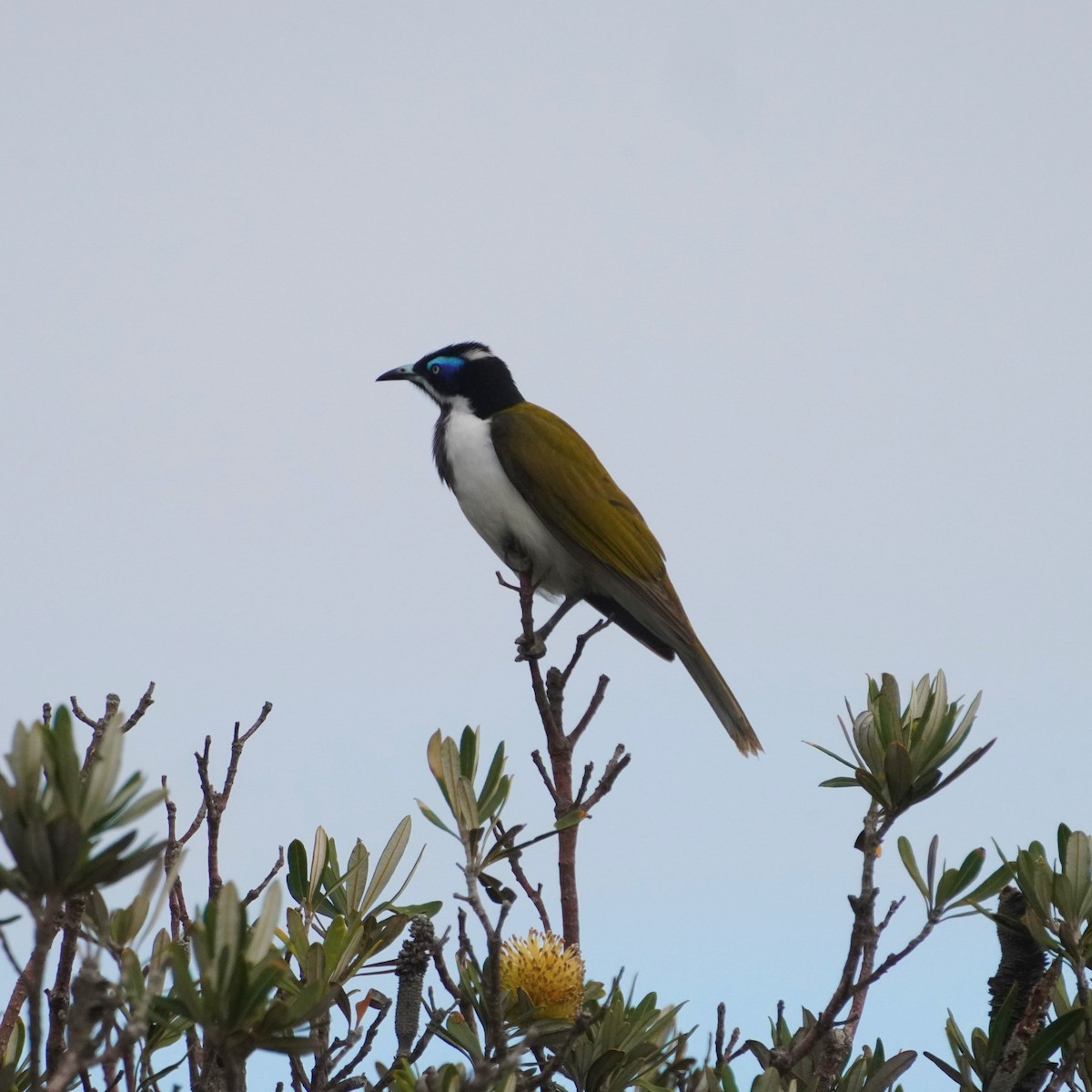 Blue-faced Honeyeater - May Britton