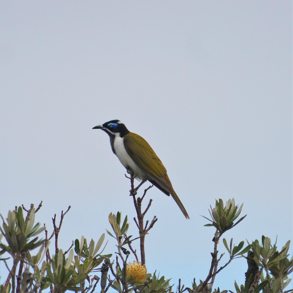 Blue-faced Honeyeater - May Britton