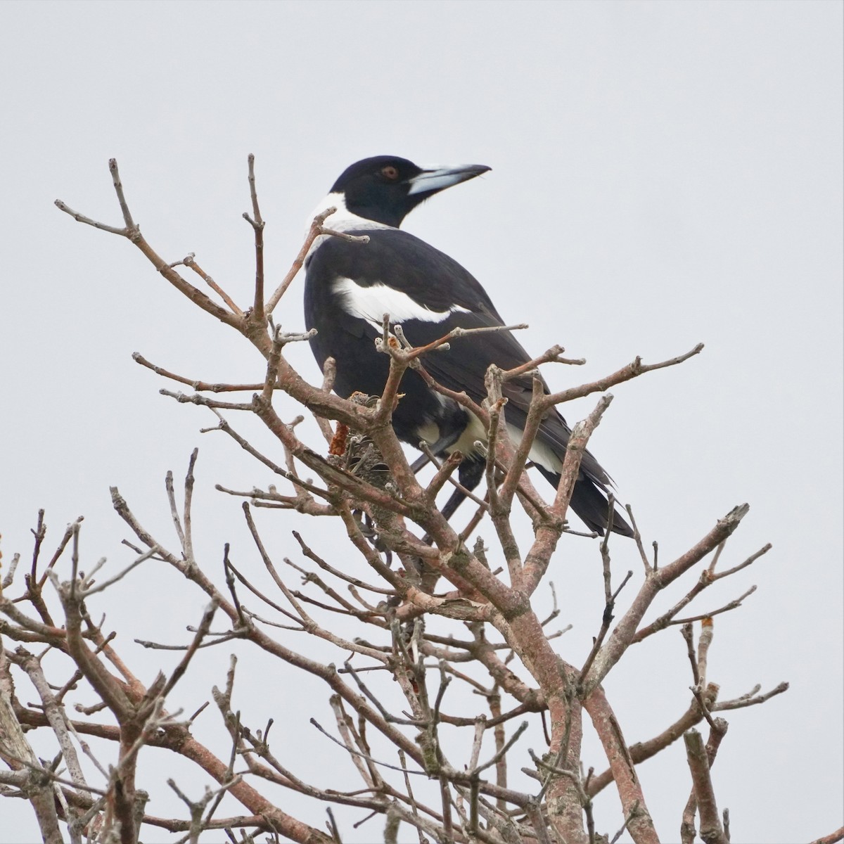 Australian Magpie - ML596181231