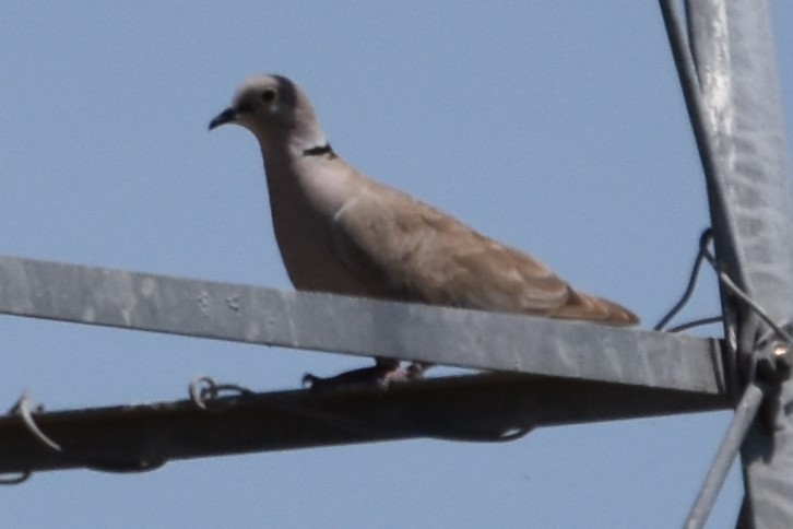 Eurasian Collared-Dove - ML596181661