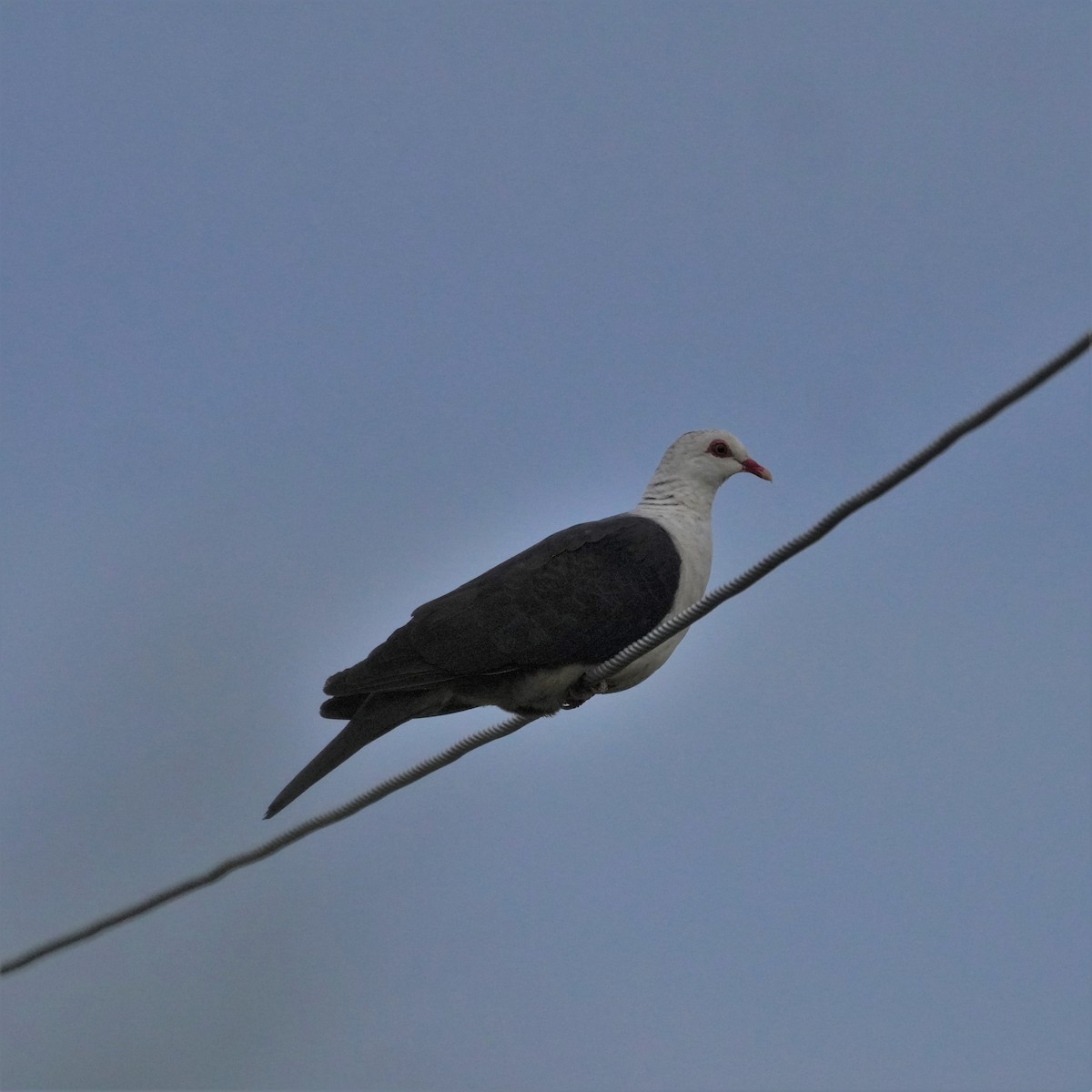 White-headed Pigeon - May Britton