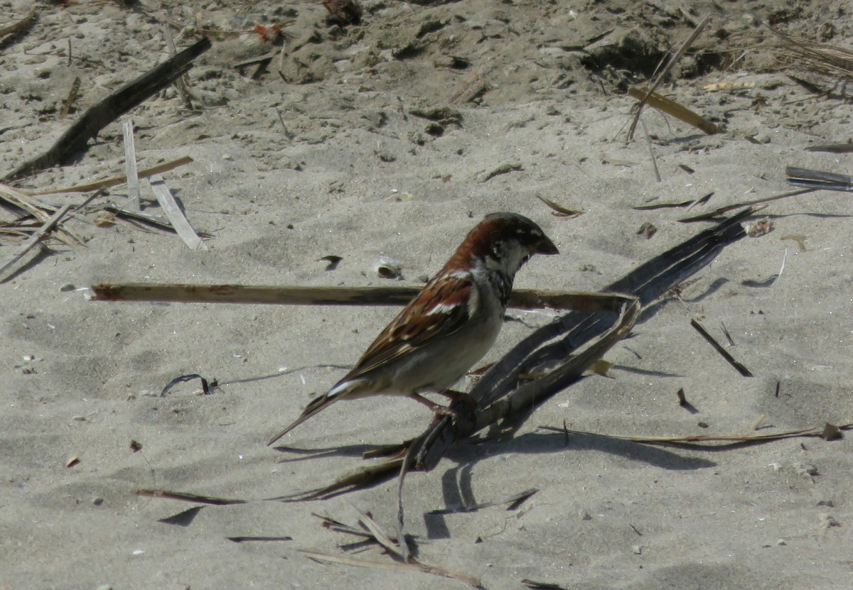 House Sparrow - ML59618421