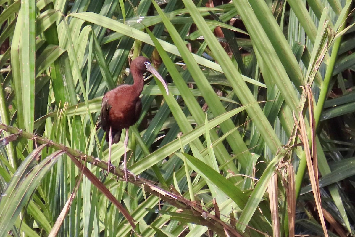 Каравайка - ML596184431