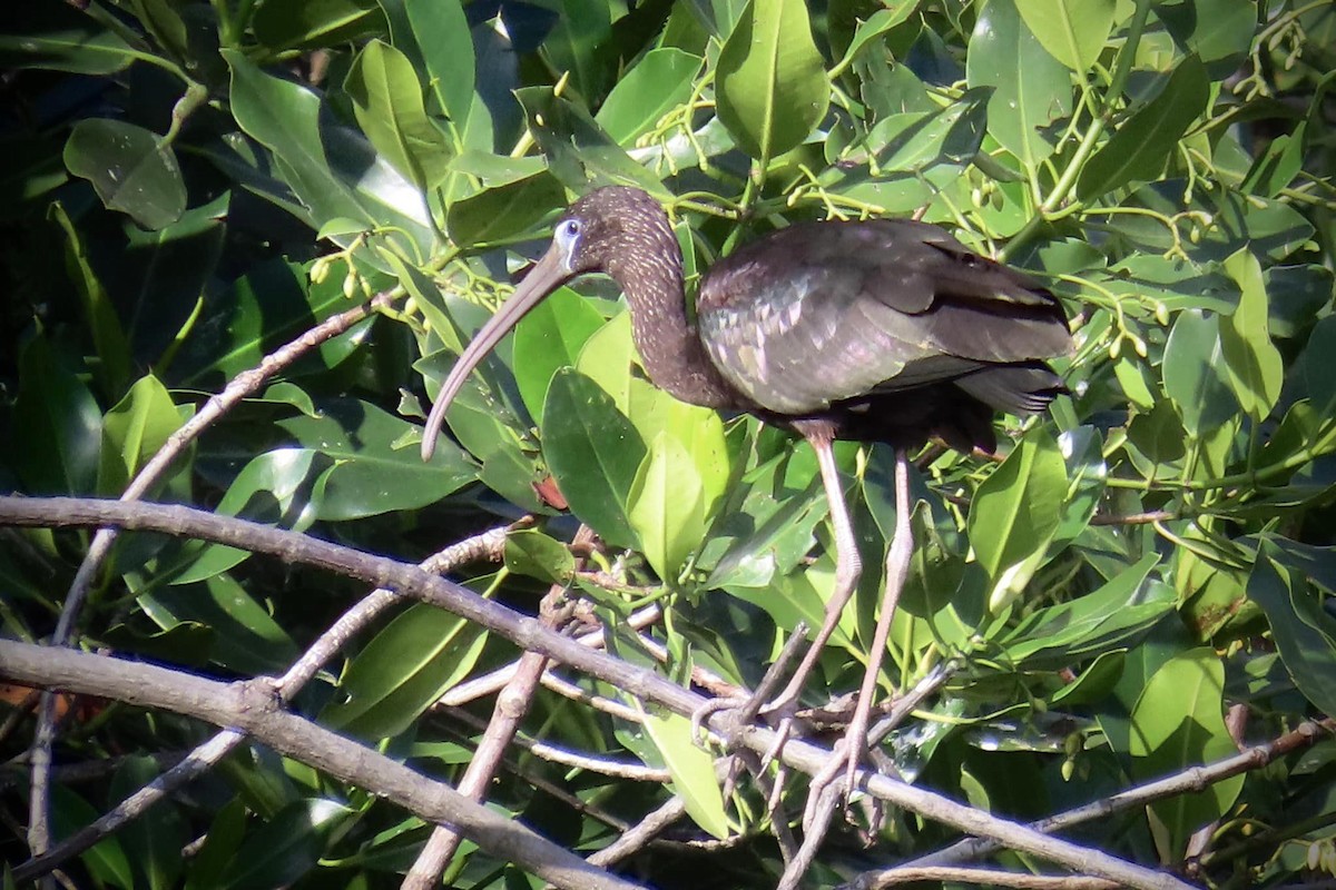 Каравайка - ML596184451