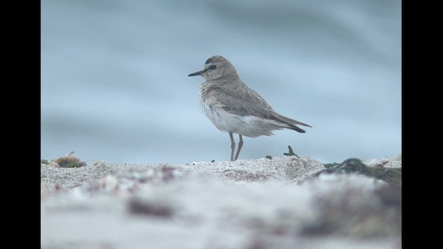 Chorlito Llanero - ML596184521