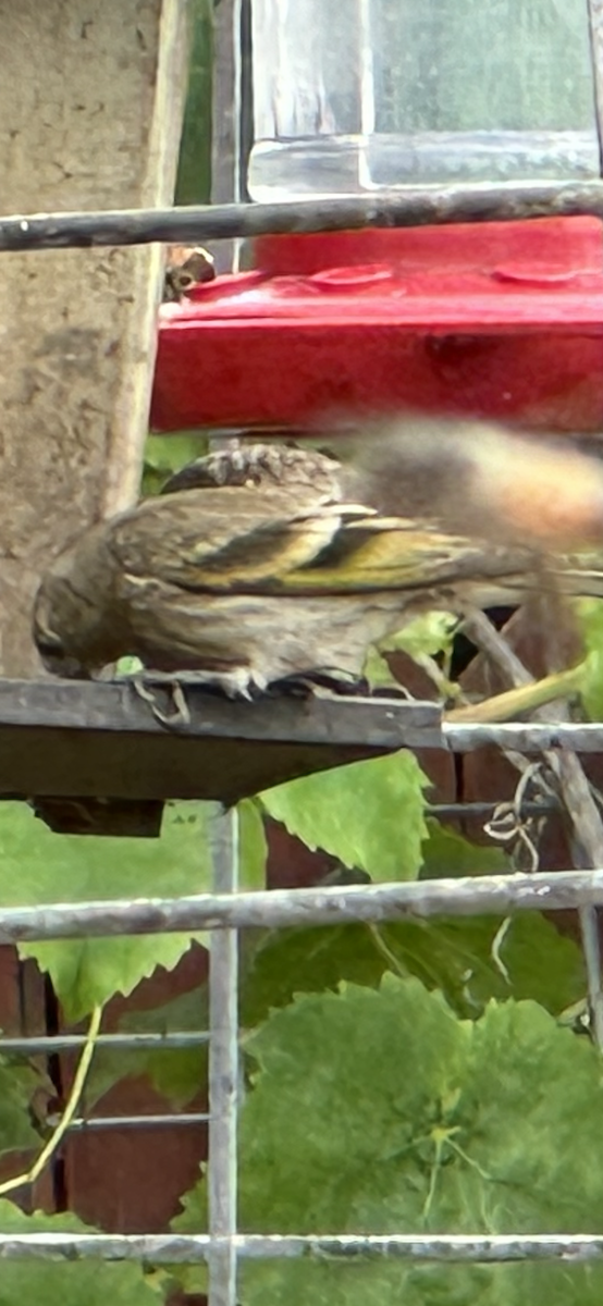 Lawrence's Goldfinch - ML596184891