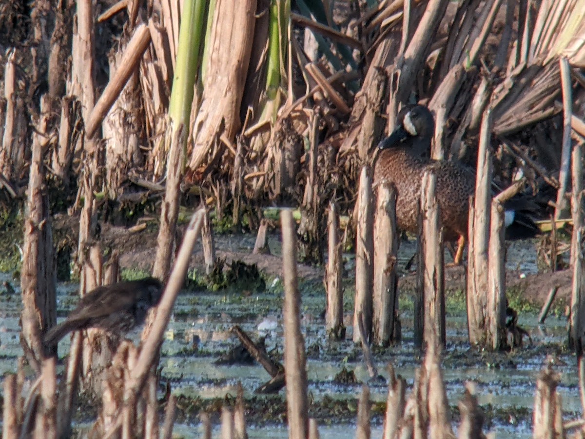 Blue-winged Teal - ML596186431