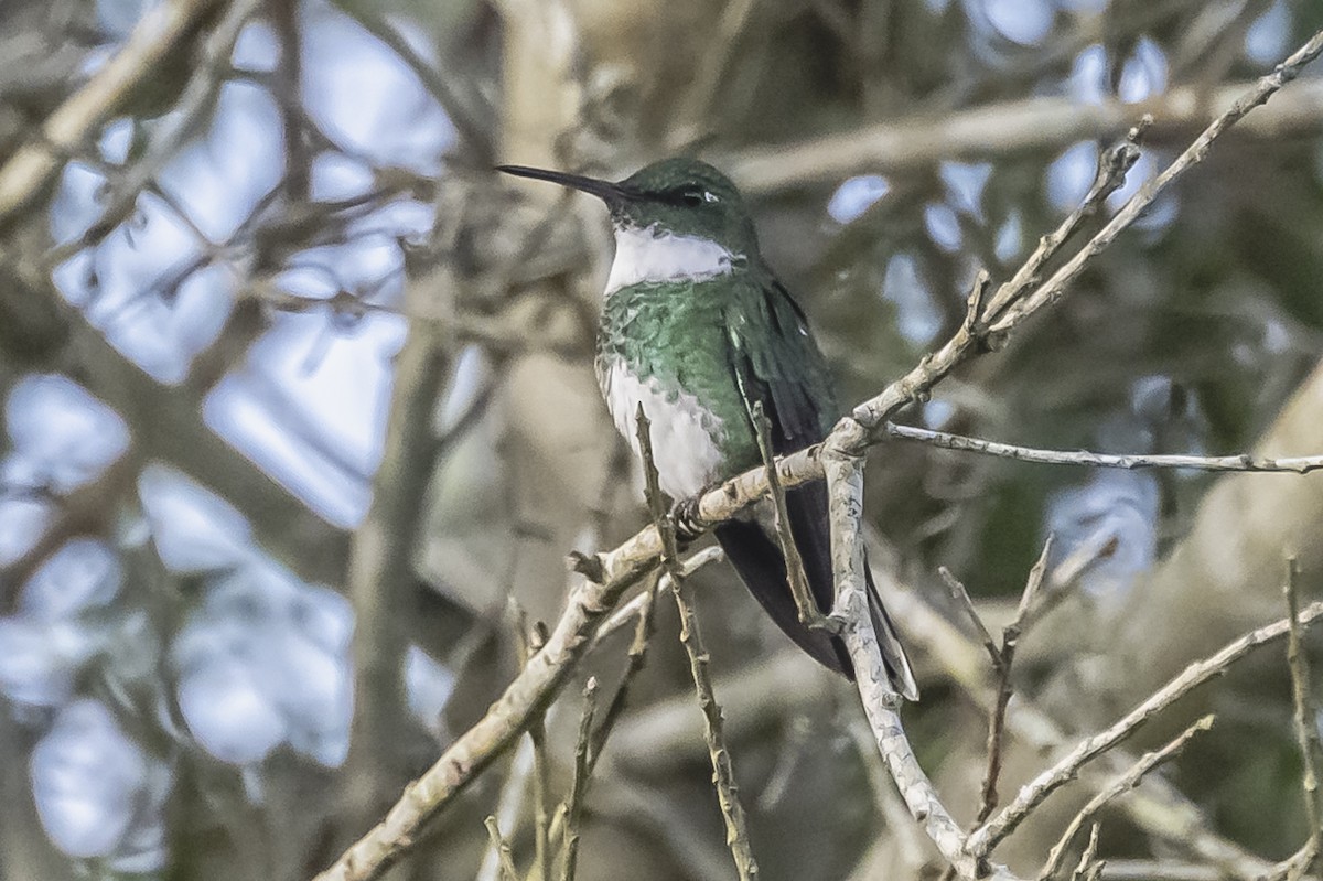 White-throated Hummingbird - ML596186521