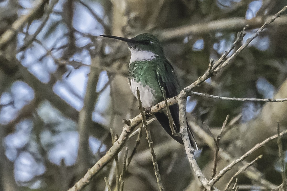 White-throated Hummingbird - ML596186531