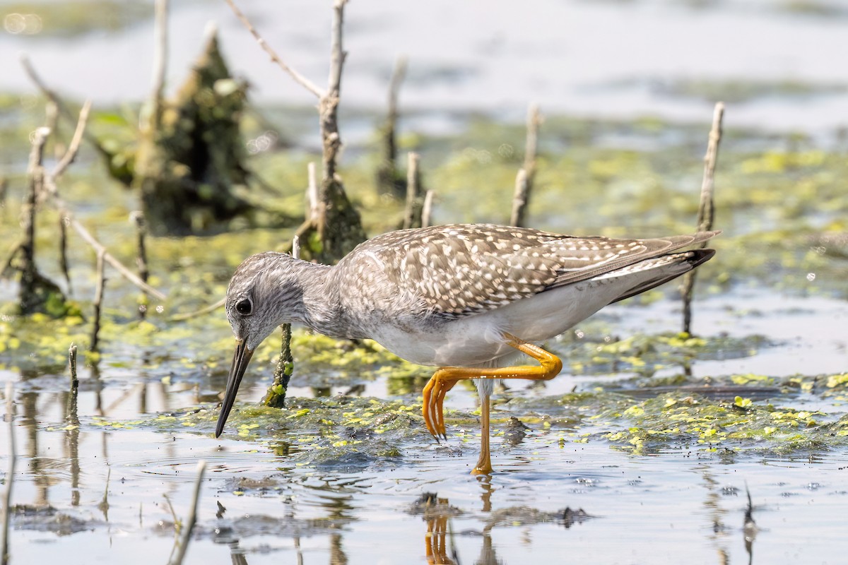 Lesser Yellowlegs - ML596186911