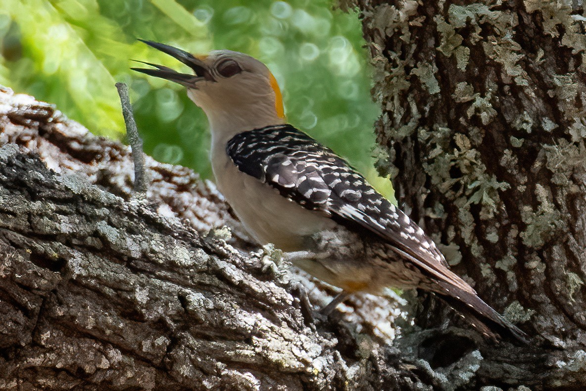 Golden-fronted Woodpecker - ML596188201