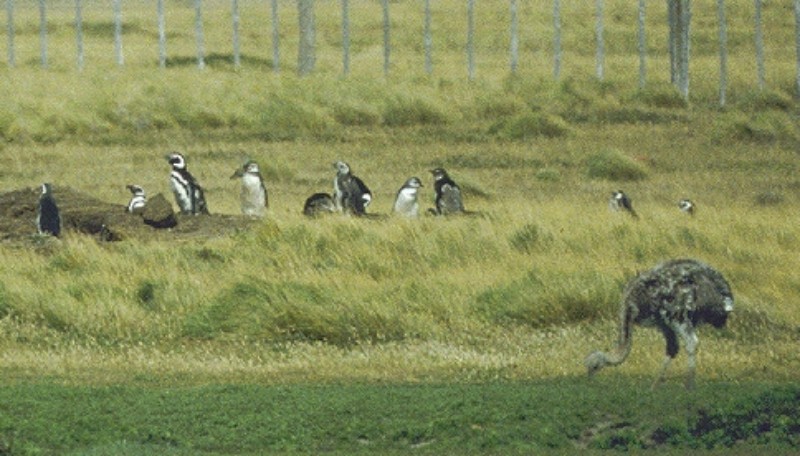 tučňák magellanský - ML596189701