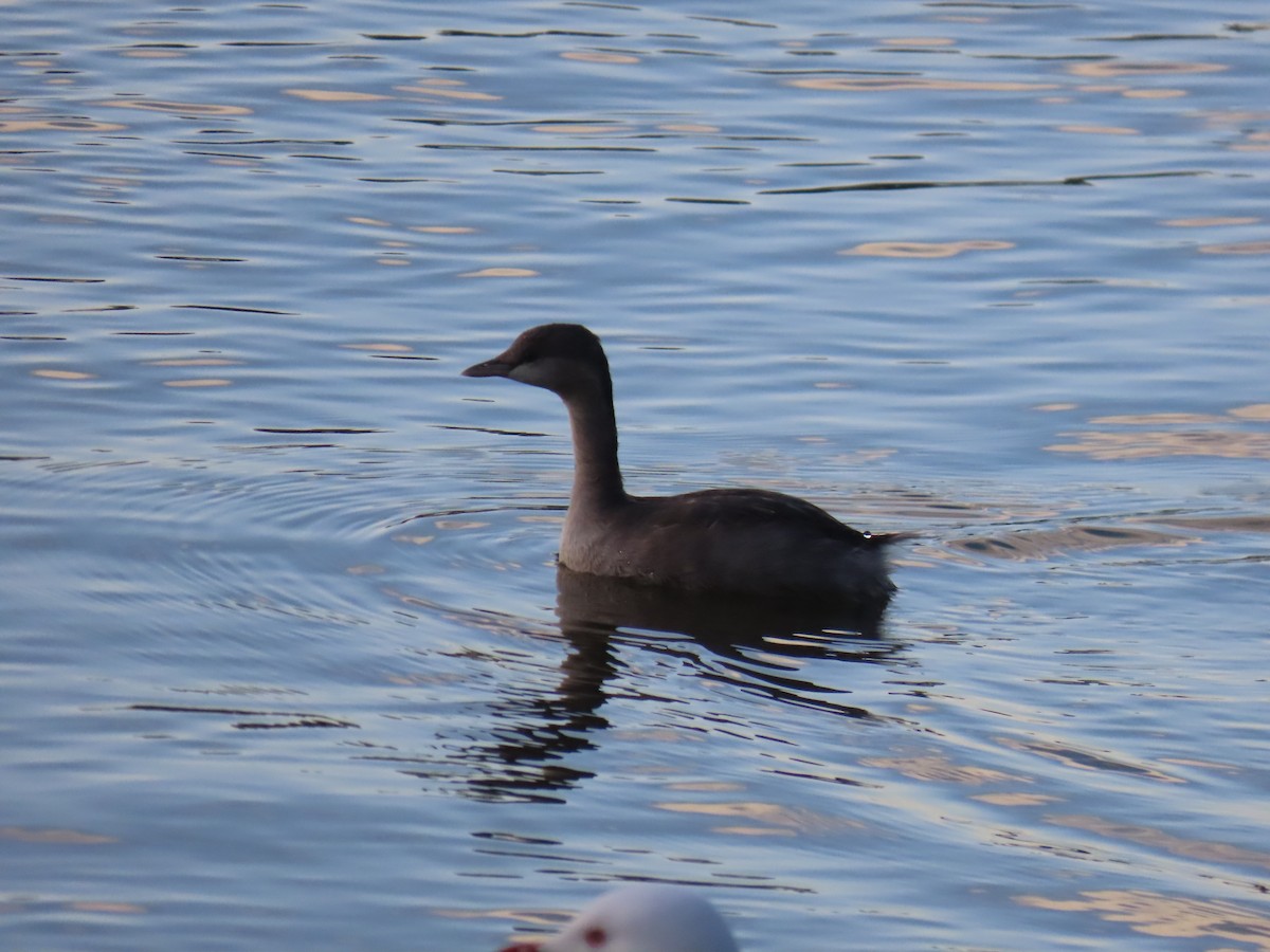 Hoary-headed Grebe - ML596189771