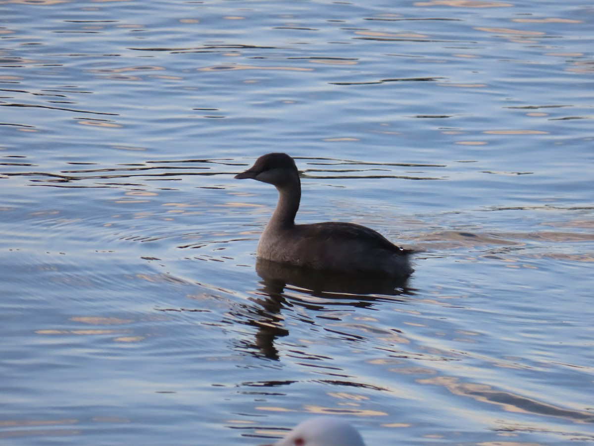Hoary-headed Grebe - ML596189881