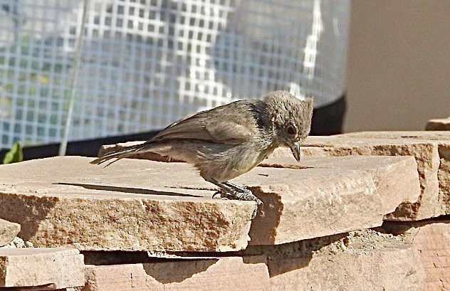 Juniper Titmouse - Mohini Rawool-Sullivan