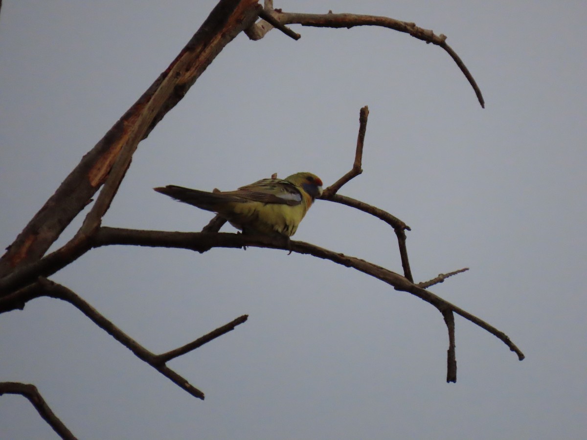 Crimson Rosella (Yellow) - ML596190421
