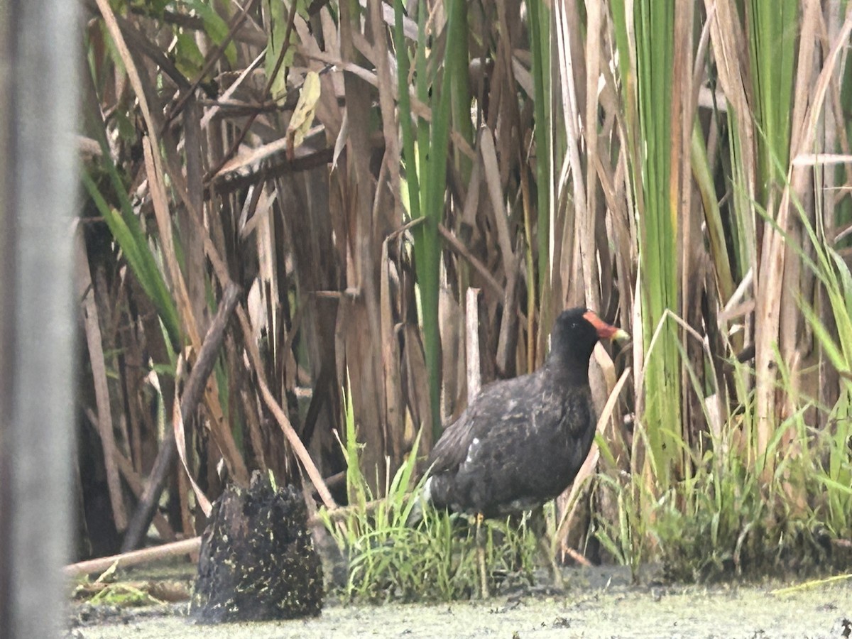 Common Gallinule - Chuck Estes