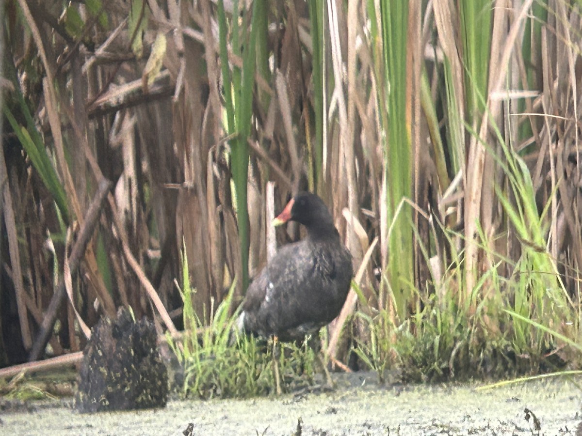 Common Gallinule - Chuck Estes