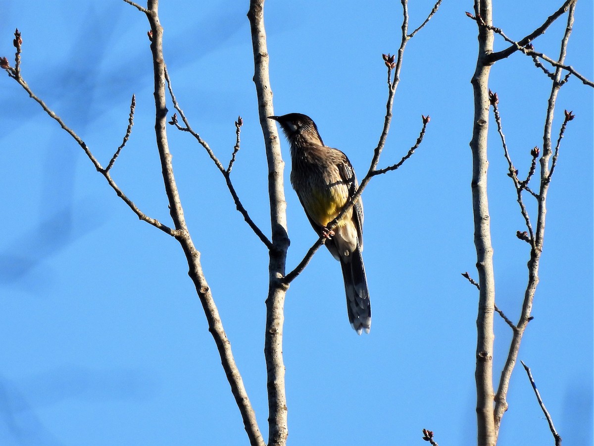 Red Wattlebird - ML596192491