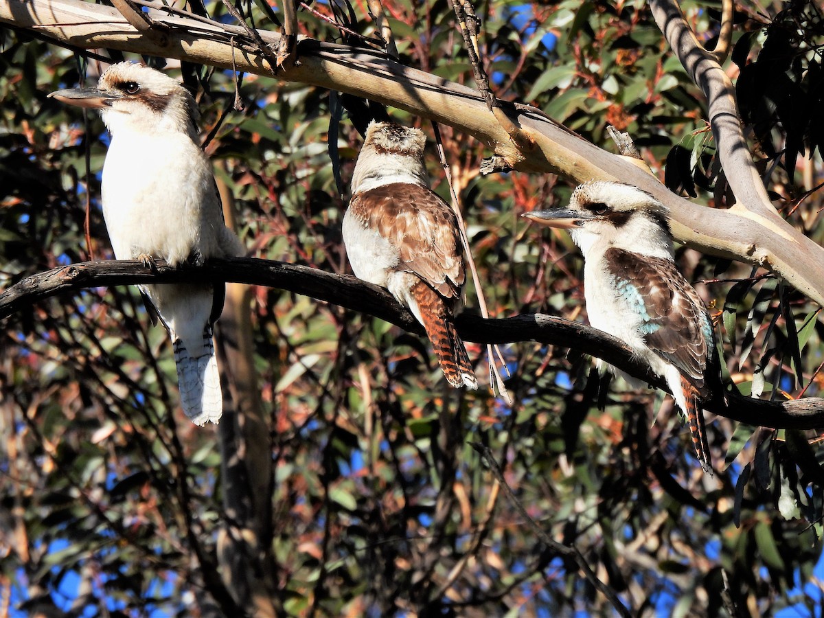 Laughing Kookaburra - ML596192551