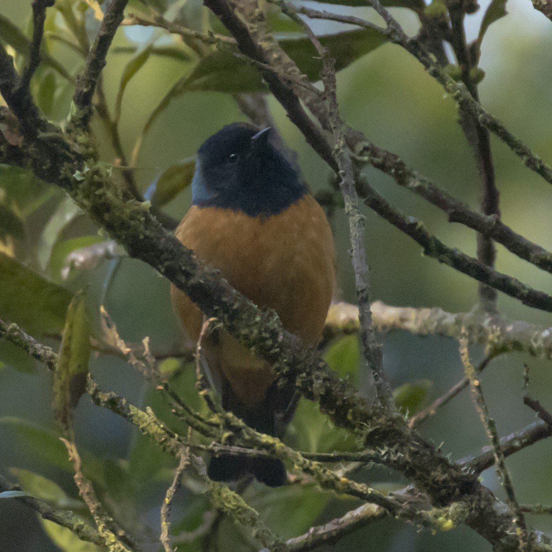 Blue-backed Conebill - ML596195061