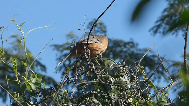 Golden-billed Saltator - ML596195201