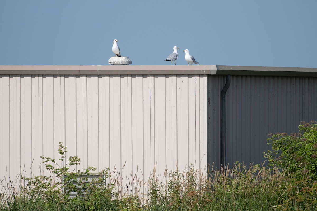 Ring-billed Gull - ML596195451