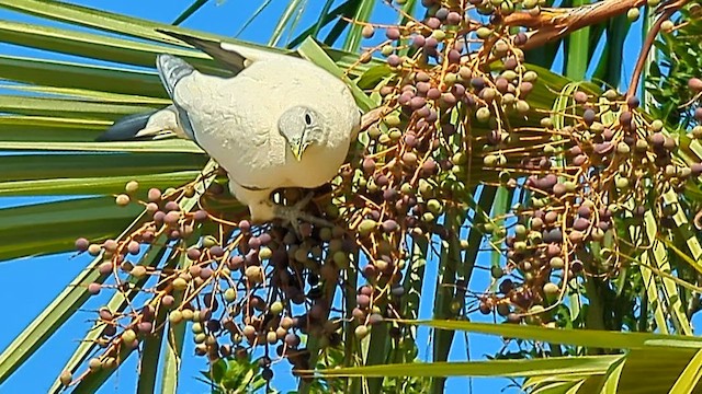 Пінон австралійський - ML596195801