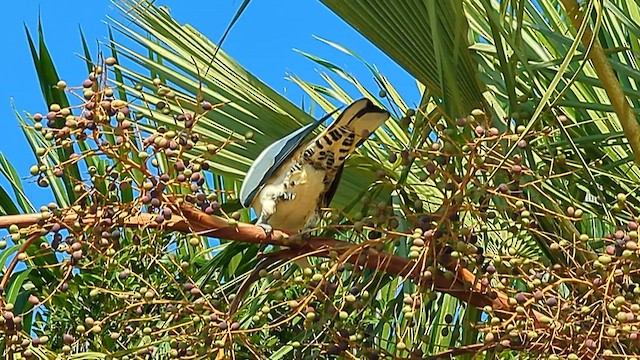 Пінон австралійський - ML596195871